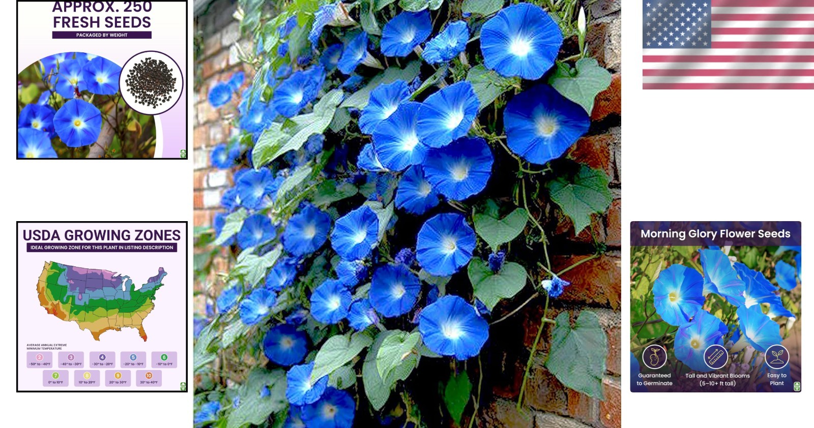 250 Fast-Growing Blue Morning Glory Seeds – Attract Butterflies & Hummingbirds!