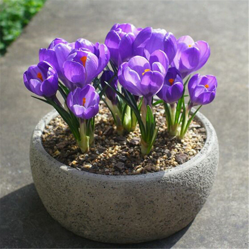 25pc CROCUS SAFFRON SEEDS Garden Plant Flower exotic USA seller FREE shipping