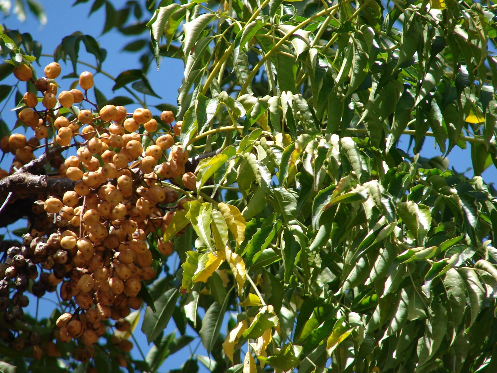 Chinaberry, Melia azedarach, Tree Seeds