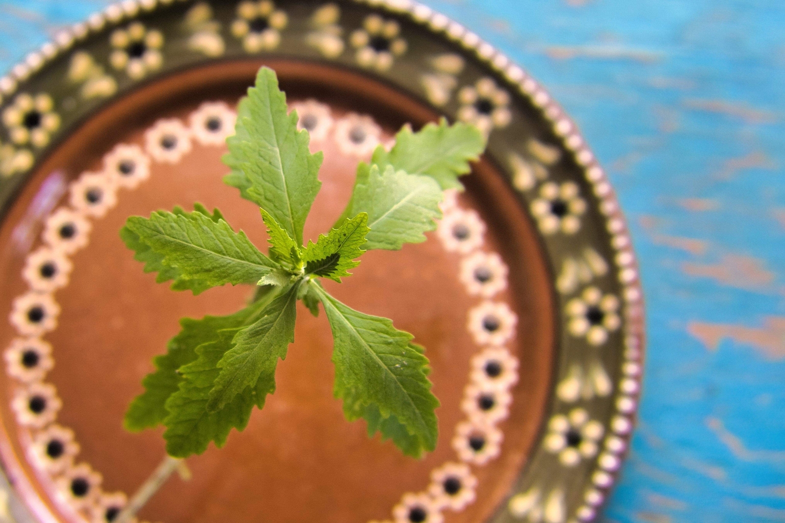 300 EPAZOTE (Mexican Tea) Chenopodium Ambrosioides Dysphania Herb Flower Seeds