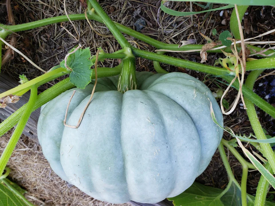 Jarrahdale Blue Pumpkin Seeds | Jarradale Queensland Cinderella Doll 2023 NEW