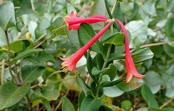 Lonicera sempervirens | Trumpet Honeysuckle ‘Major Wheeler’ | 5 Seeds