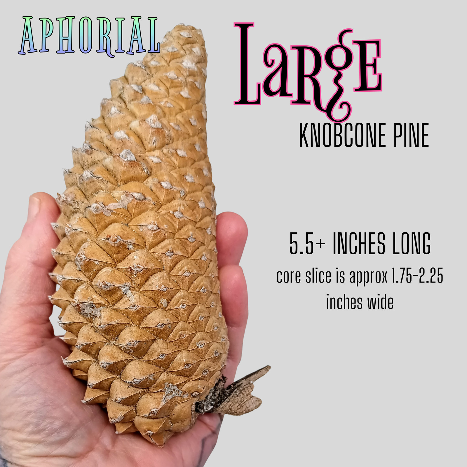 Whole Knobcone Pine Cone Pinus Attenuata Pinecones for Crafts Decorations Jewelr