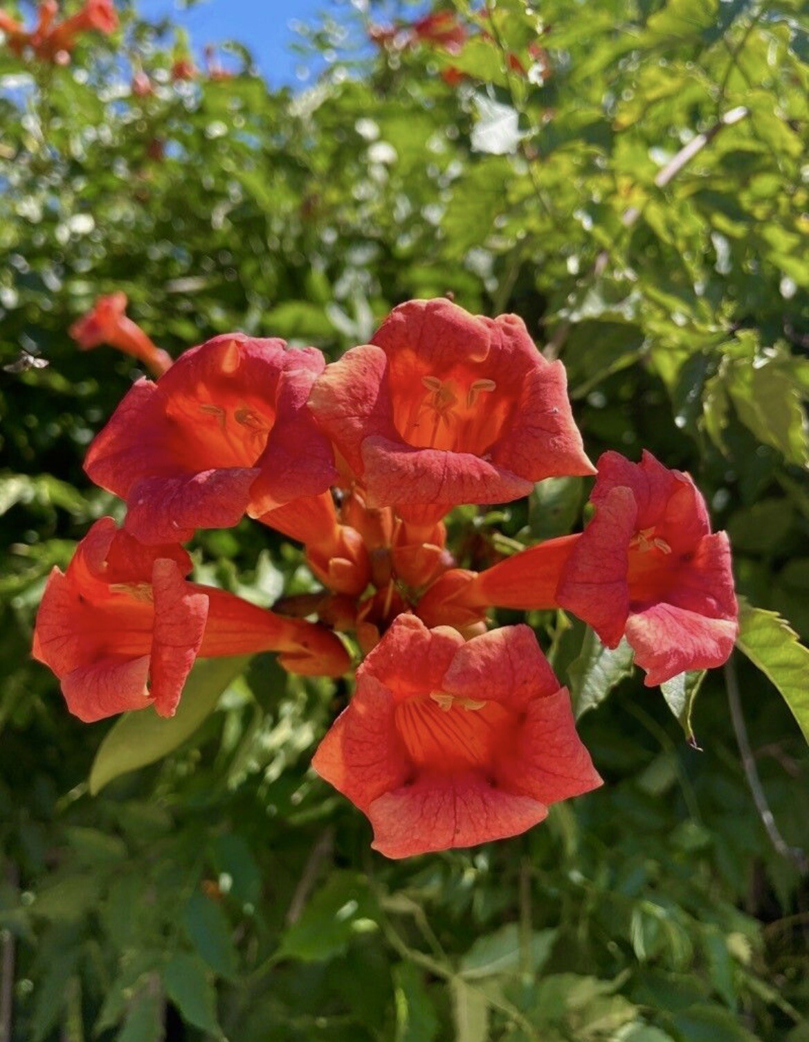 Red Trumpet Creeper, Hummingbird Vine, Campsis radicans, – 50 Seeds 2023 – USA