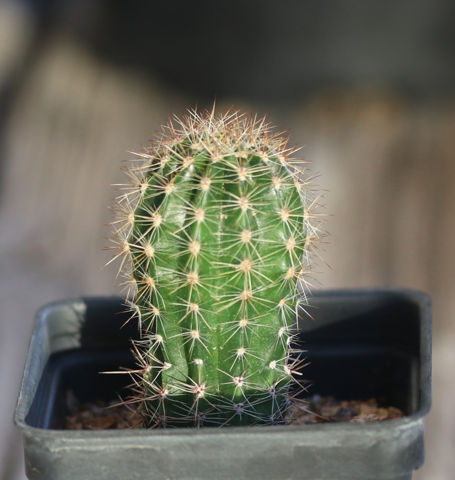 Echinopsis hybrid ‘Barberpole’ x ‘Celeste’