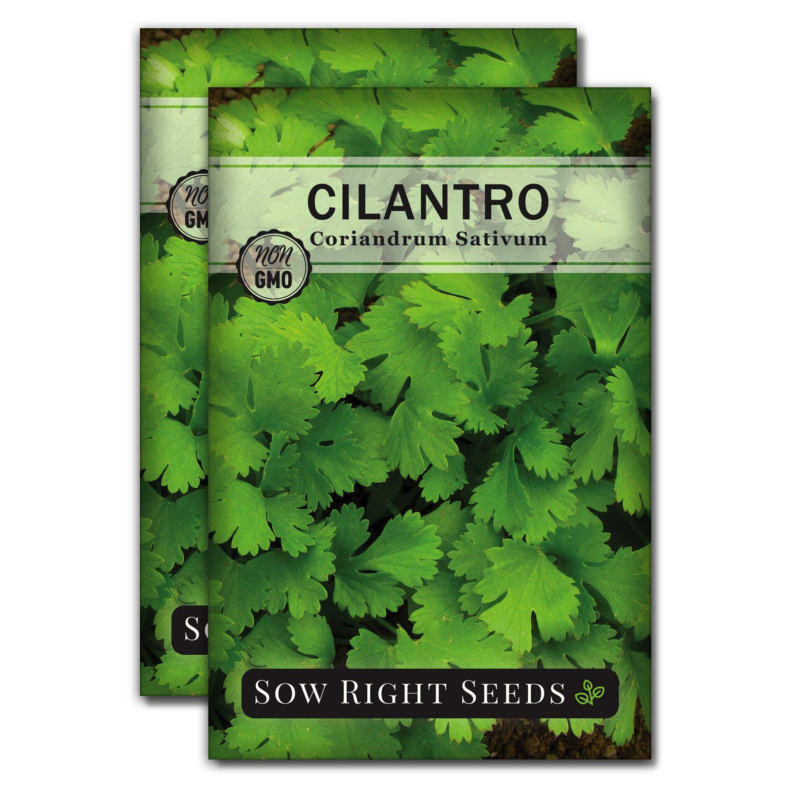 – Cilantro Seeds for Planting – Non-GMO Heirloom Packet with Instructions to …