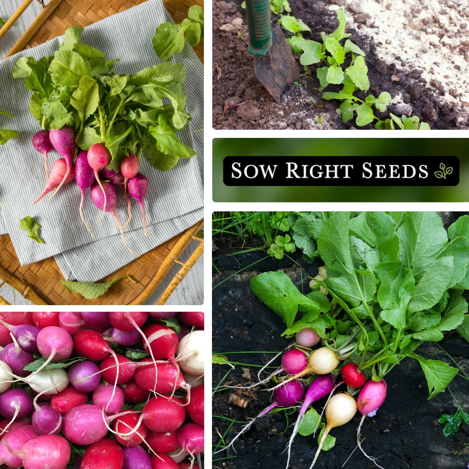 Bulk Easter Egg Radish Seeds NonGMO Heirloom Mix for Home Garden 10g