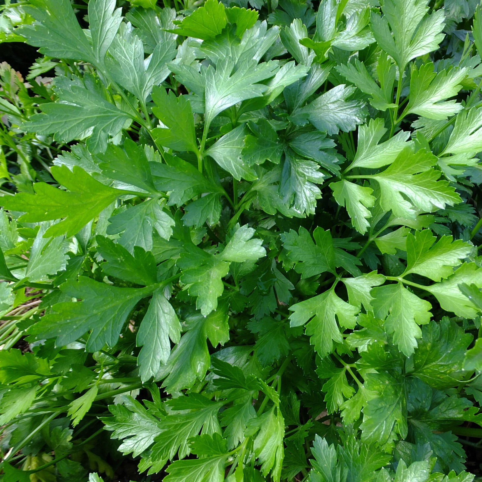 Parsley Seeds, Italian Flat Leaf, Non-GMO, Organic, Fast Growing, Free Shipping