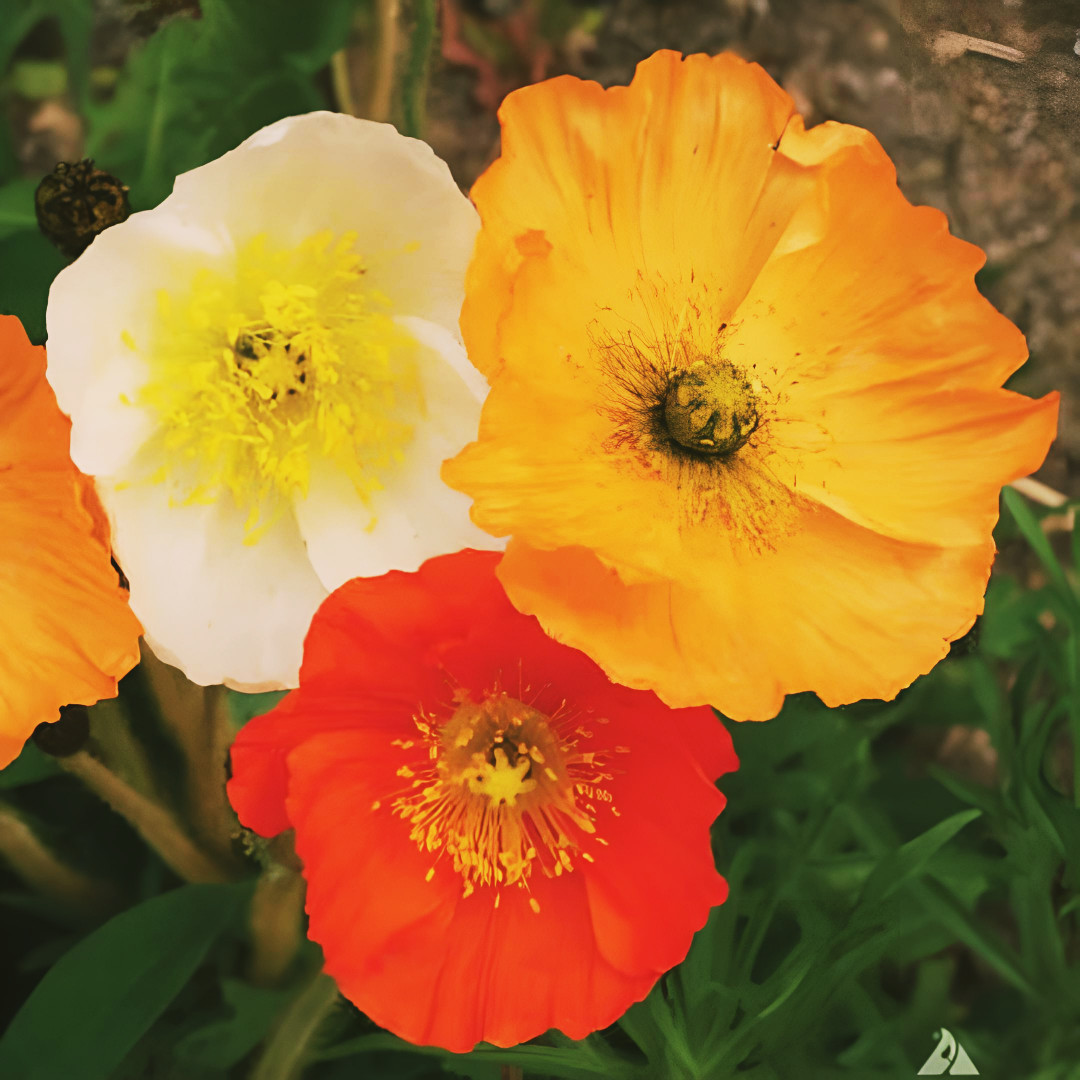 ICELAND POPPY MIX SEEDS 3000 perennial FLOWER orange YELLOW white. Seedsfun