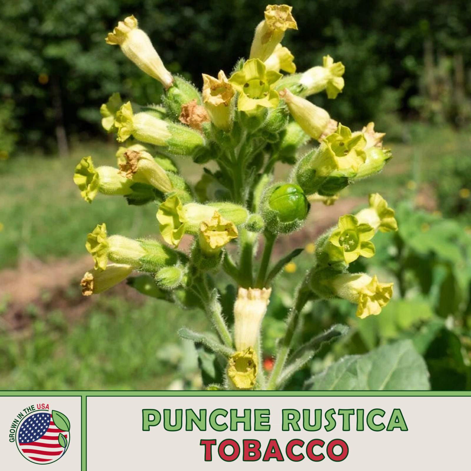 1000 Punche Rustica Tobacco Seeds, Nicotiana rustica, Sacred Tobacco