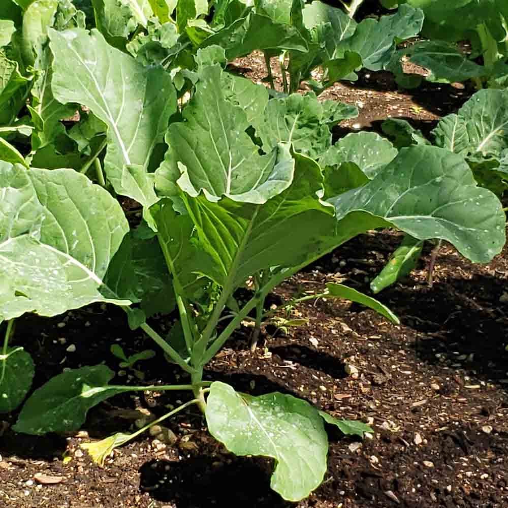 Georgia Southern Collard Seeds, NON-GMO, FREE SHIPPING