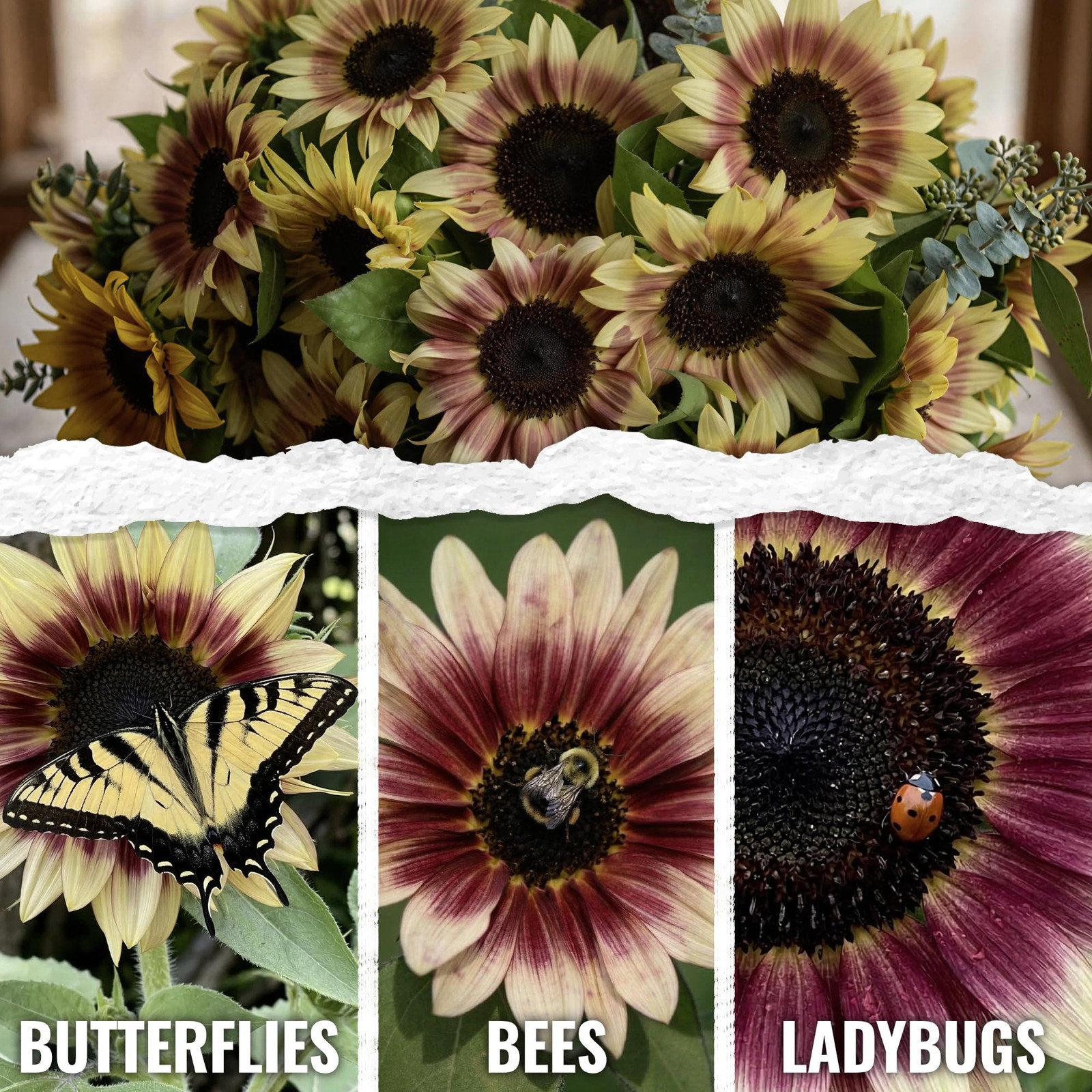 Cherry Rose Sunflower Seeds for Planting Bi-Color Sunflowers – Hybrid Flowers…