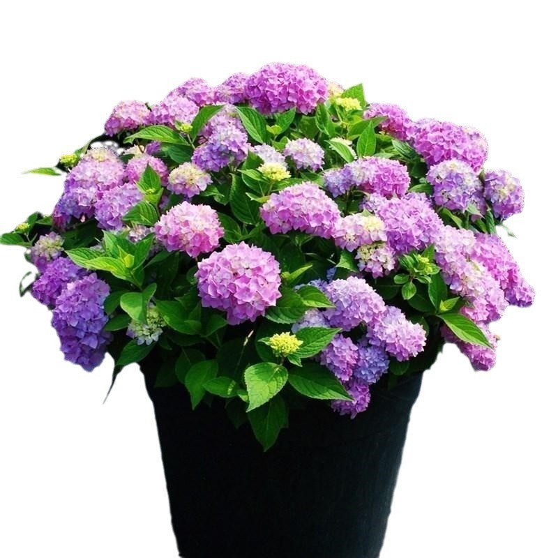 100 Mixed Color Hydrangea Seeds Vibrant Blooms in Blue, Pink & Purple for Garden