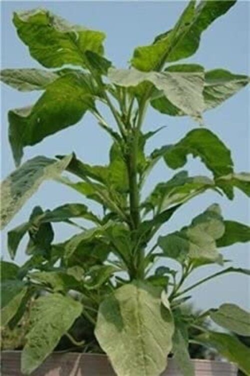 100 Seeds/My Favorite Deals Green Callaloo, Jamaican Callaloo, Amaranth