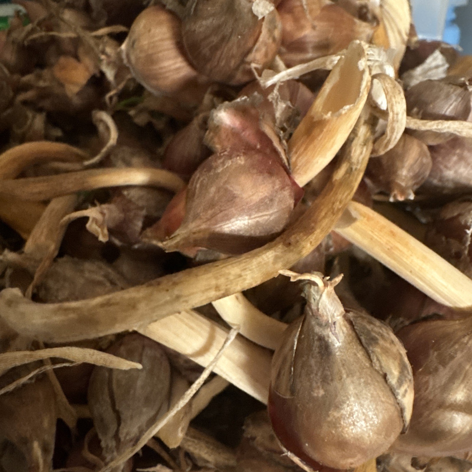 Egyptian Walking Onion Top Set Cluster of 12 plants matured plants see read