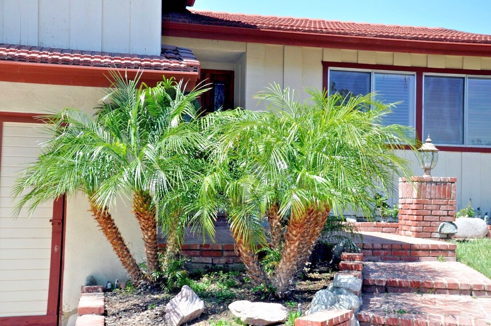 Dwarf Pygmy Date Palm Tree Seeds (Phoenix roebelinii) Great Indoor Houseplant