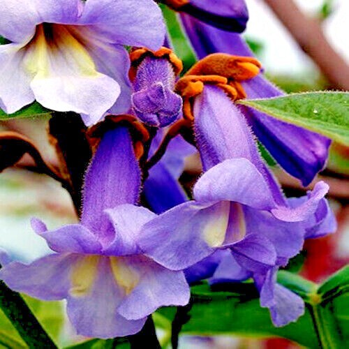50 Royal Empress (Paulownia tomentosa) Seeds “FASTEST GROWING TREE in the WORLD”