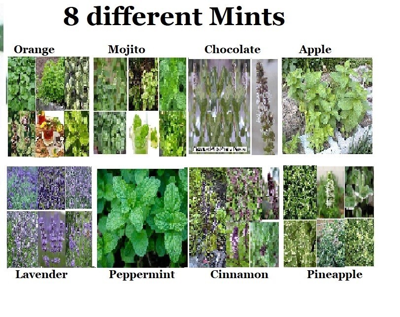 8 Seed Mints:Mojito/Cinmo/Choc/Pepperm/Lavender/Apple/Orange/Pineapple #20 USA