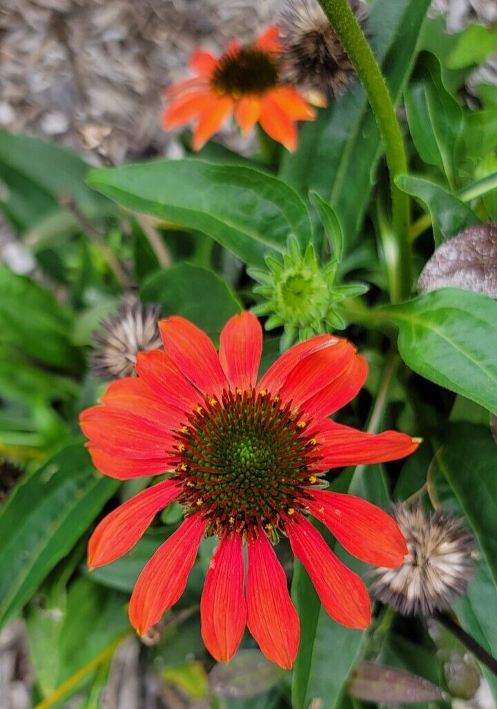 100 SEEDS CHEYENNE SPIRIT CONEFLOWER Echinacea in Orange Red Yellow Purple Pink