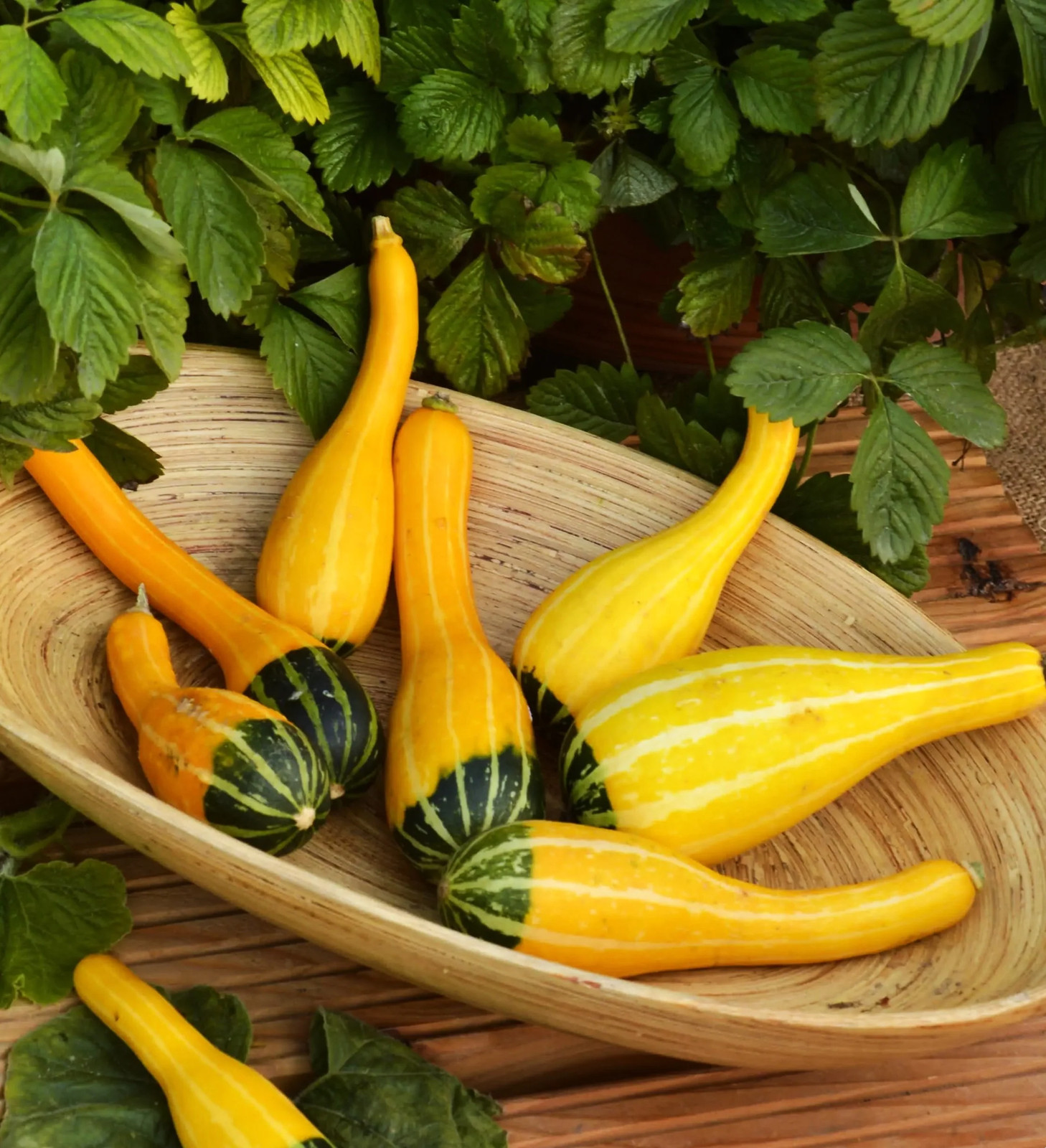 Small Spoon Ornamental Gourd Seeds – For 2025 Planting Bicolor Yellow Green