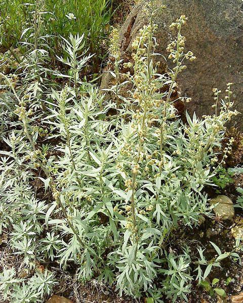 Artemisia douglasiana | California Mugwort | 50 Seeds