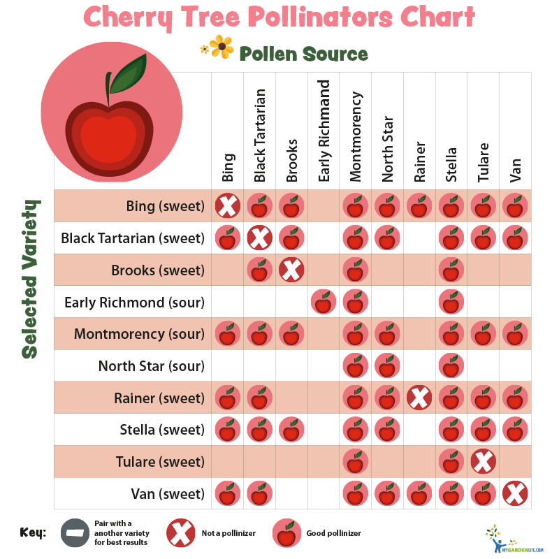 One Hundred Fifty (150) Red Sweet Cherry Tree Seeds Pits Cherries Bing-like 2025