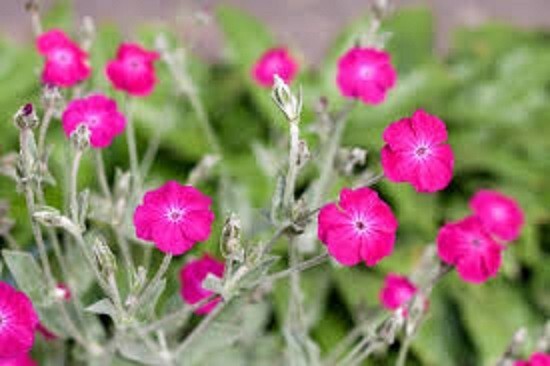 50+ Magenta Rose Campion seeds organic FREE SHIPPING **PRICE REDUCED**