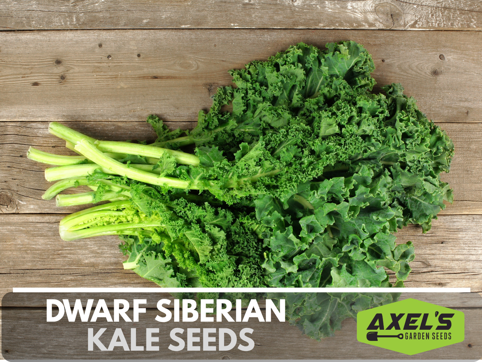 Dwarf Siberian Kale Seeds | Non-GMO | Heirloom | Fresh Garden Seeds