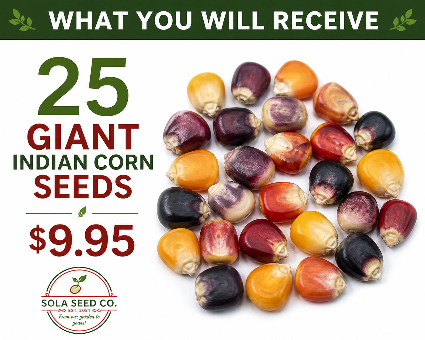 25 Rare Giant Indian Corn Seeds, Colorful Massive Ears, Free and Fast Shipping