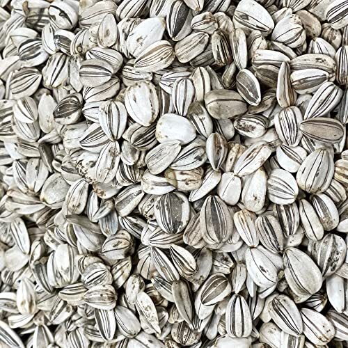 , 600+ Large Mammoth Grey Stripe Sunflower Seeds for Planting 600 Seeds
