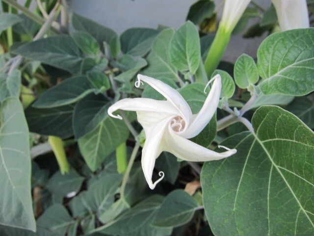 Datura, 150 Seeds, Trumpet Flower, Angel Trumpet, Moon Flower, Sacred Datura