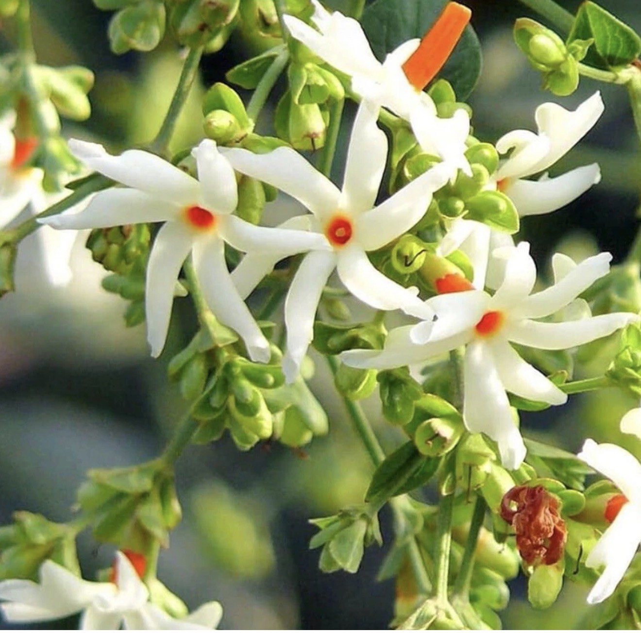 Parijat Coral Jasmine Plant 9-10 Inches