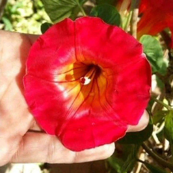 Scarlet Morning Glory Seeds | Ipomoea O Hara Garden Vining Red Flower Seed 2024