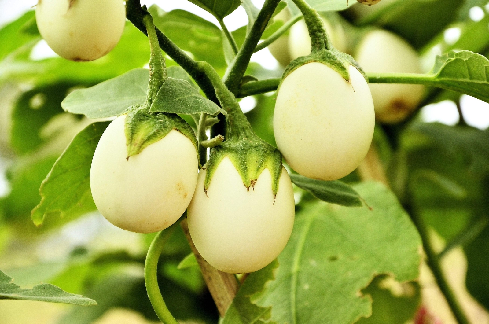 30 EASTER EGG PLANT Ornamental Easter Eggplant / Nest Egg Solanum Ovigerum Seeds