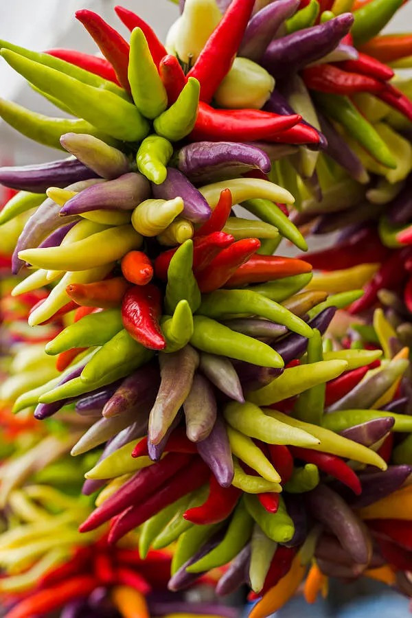 50+ Cayenne Pepper Seeds — Fiesta Blend — HOT — Heirloom – Organic – NON GMO