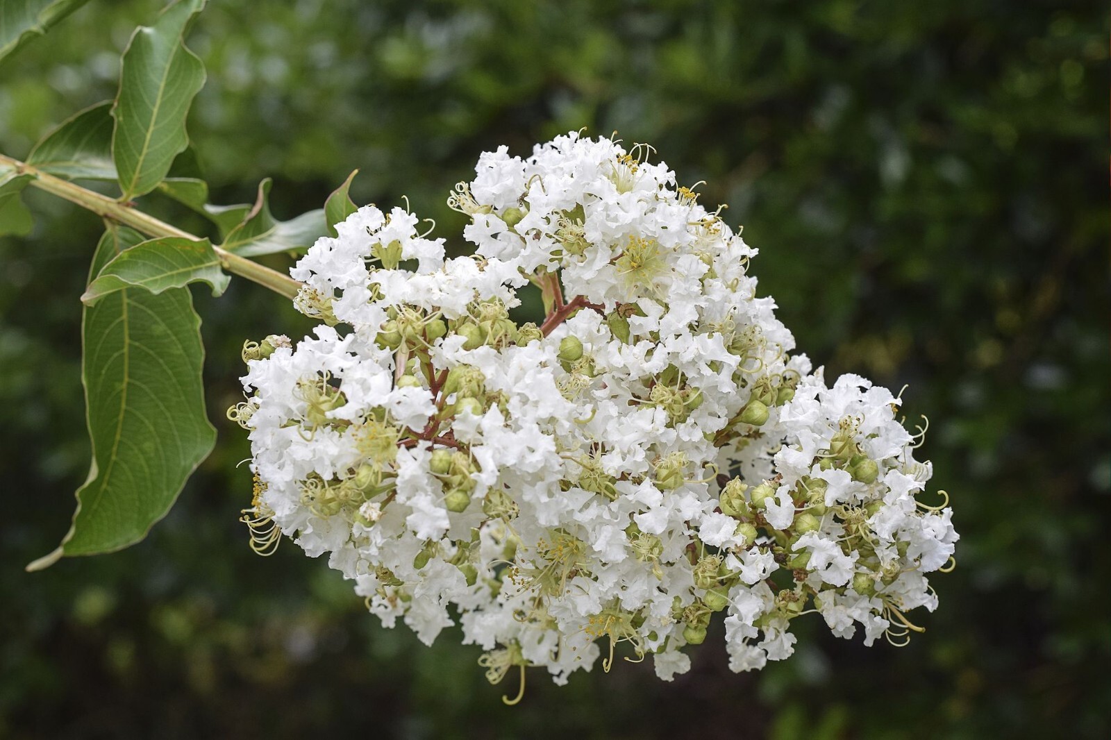 Tropical Tree Seeds -Crepe / Crape Myrtle-25 Heirloom Seeds- Snow White Flowers