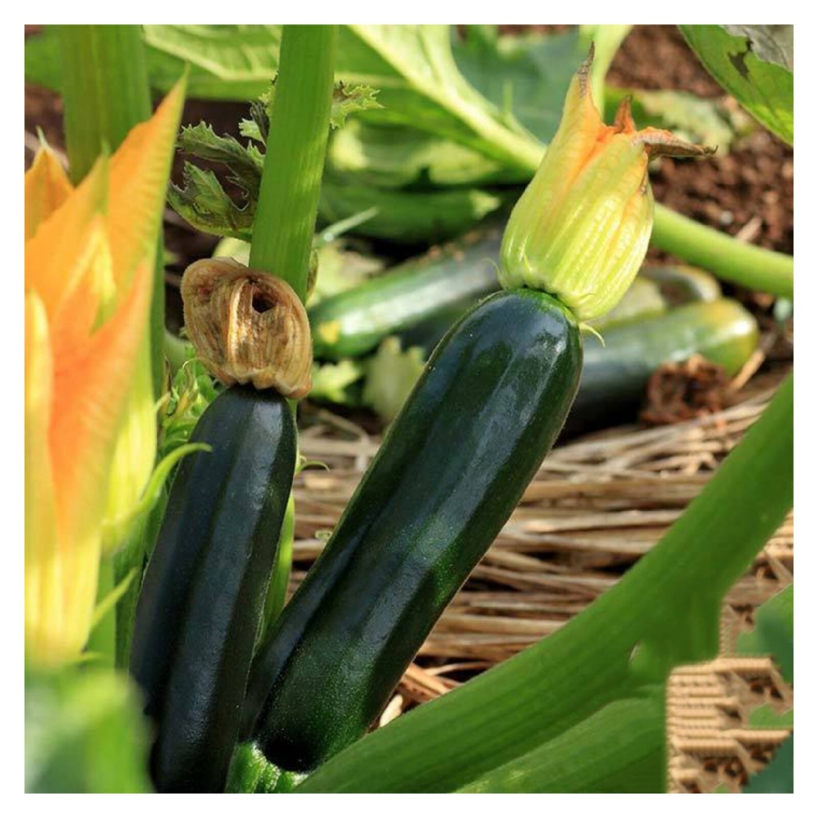15+ Black Beauty Zucchini Summer Squash Seeds, NON-GMO.