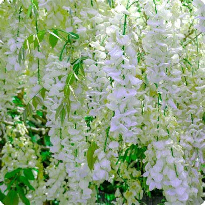 5 Wisteria Seeds Vine Climbing Flower Perennial Flowers US SELLER “White”
