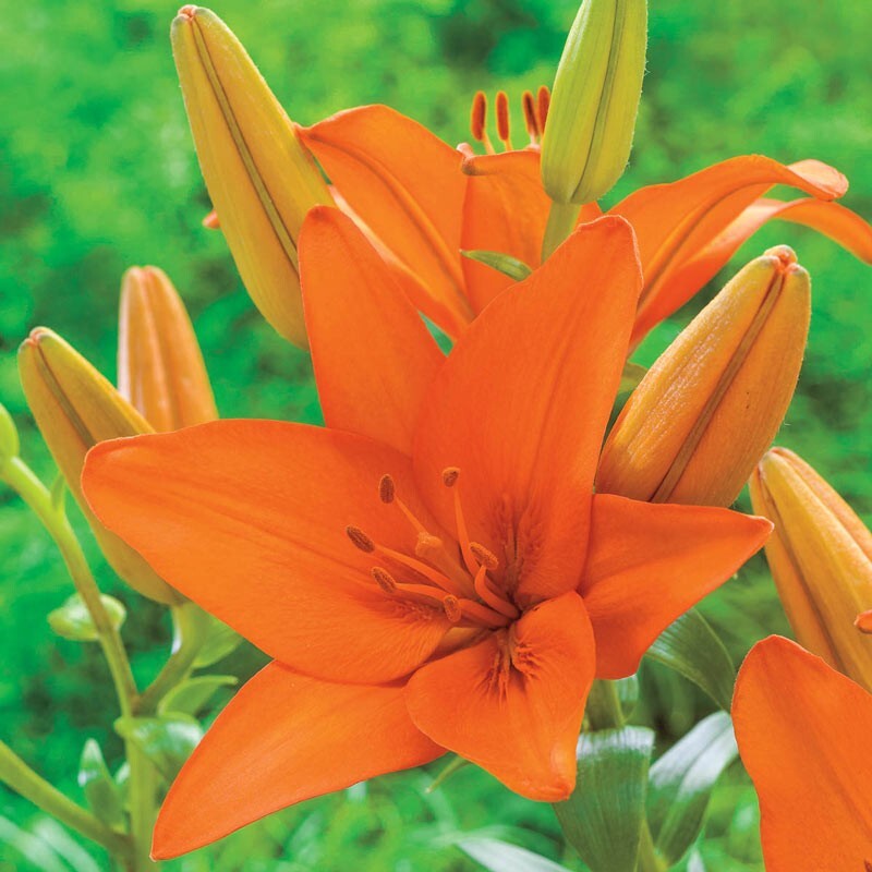 2 – ORANGE ASIATIC LILY Live Flower Bulbs * ATTRACTS BUTTERFLIES