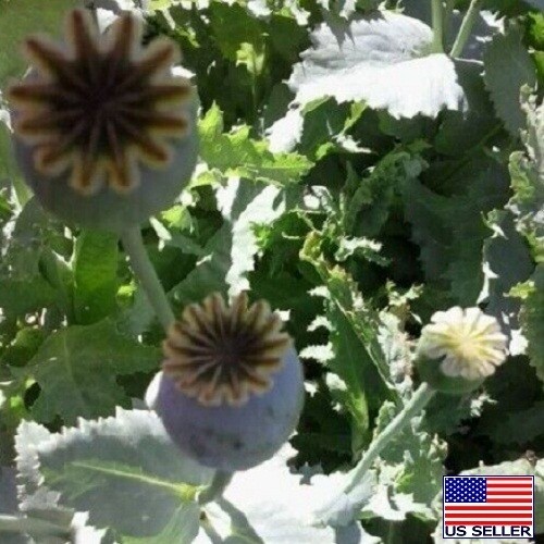 Turkish P Somniferum Poppy Seeds For Planting 20,000+ Imported Untreated Seeds