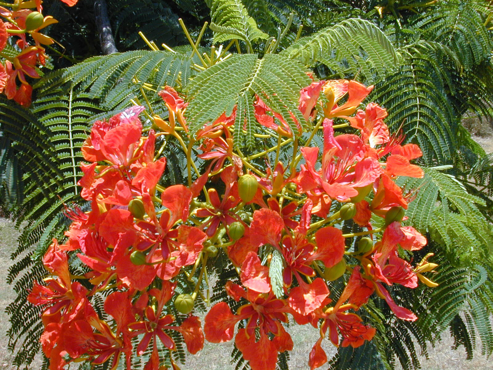 Royal Poinciana, Delonix regia, Tree Seeds