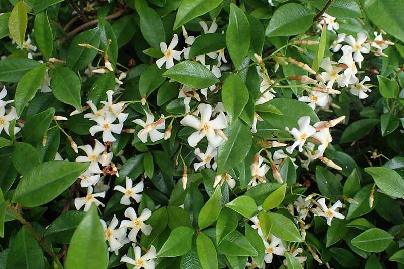 Asiatic Jasmine~Trachelospermum asiaticum~Small Rooted STARTER Plant~Fragrant