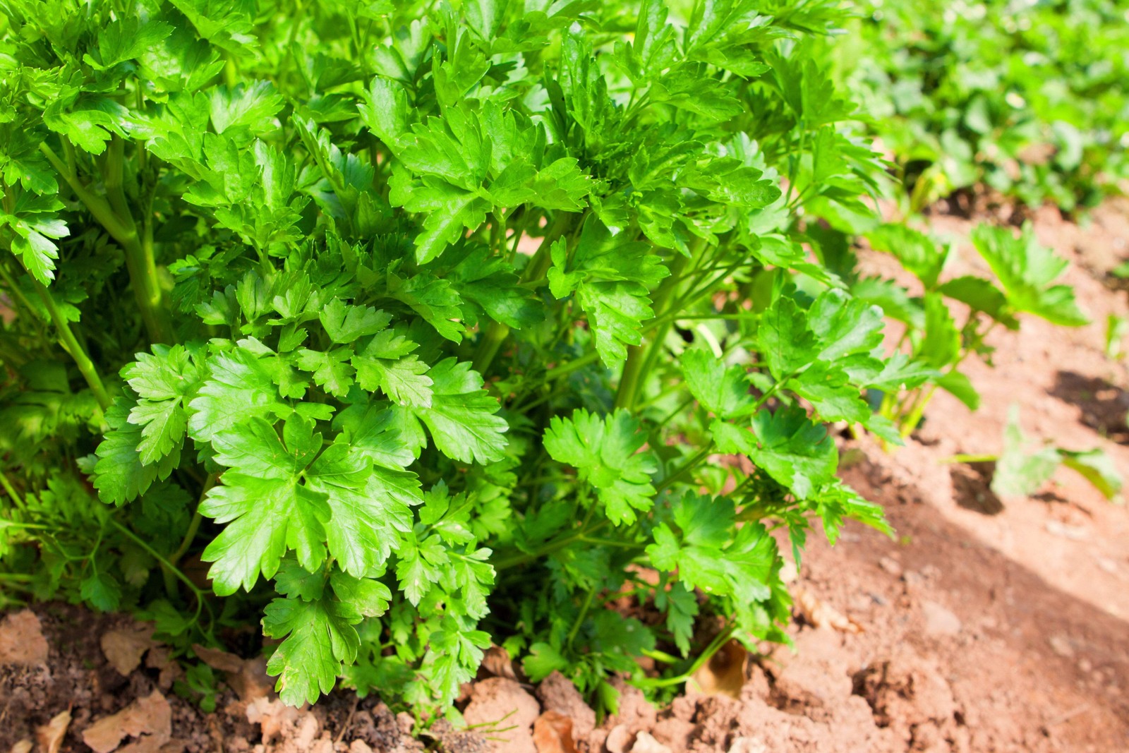 1000 GIANT ITALIAN FLAT LEAF PARSLEY Petroselinum Crispum Vegetable Herb Seeds