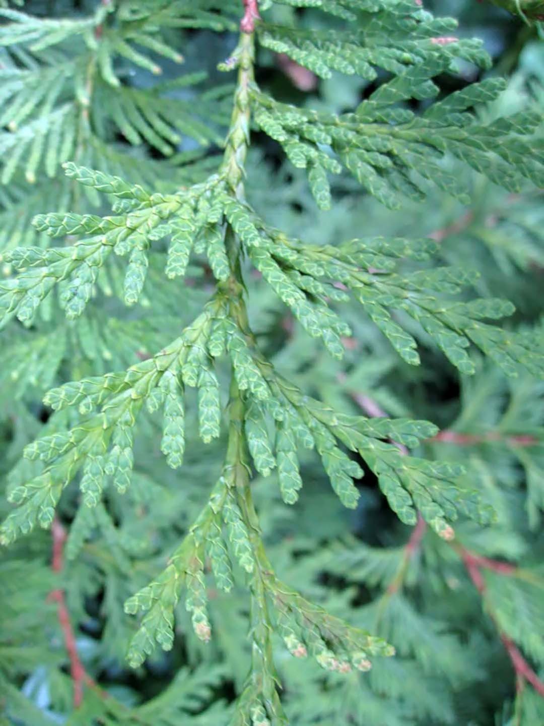 Incense Cedar, Calocedrus decurrens (Libocedrus decurrens), Tree Seeds