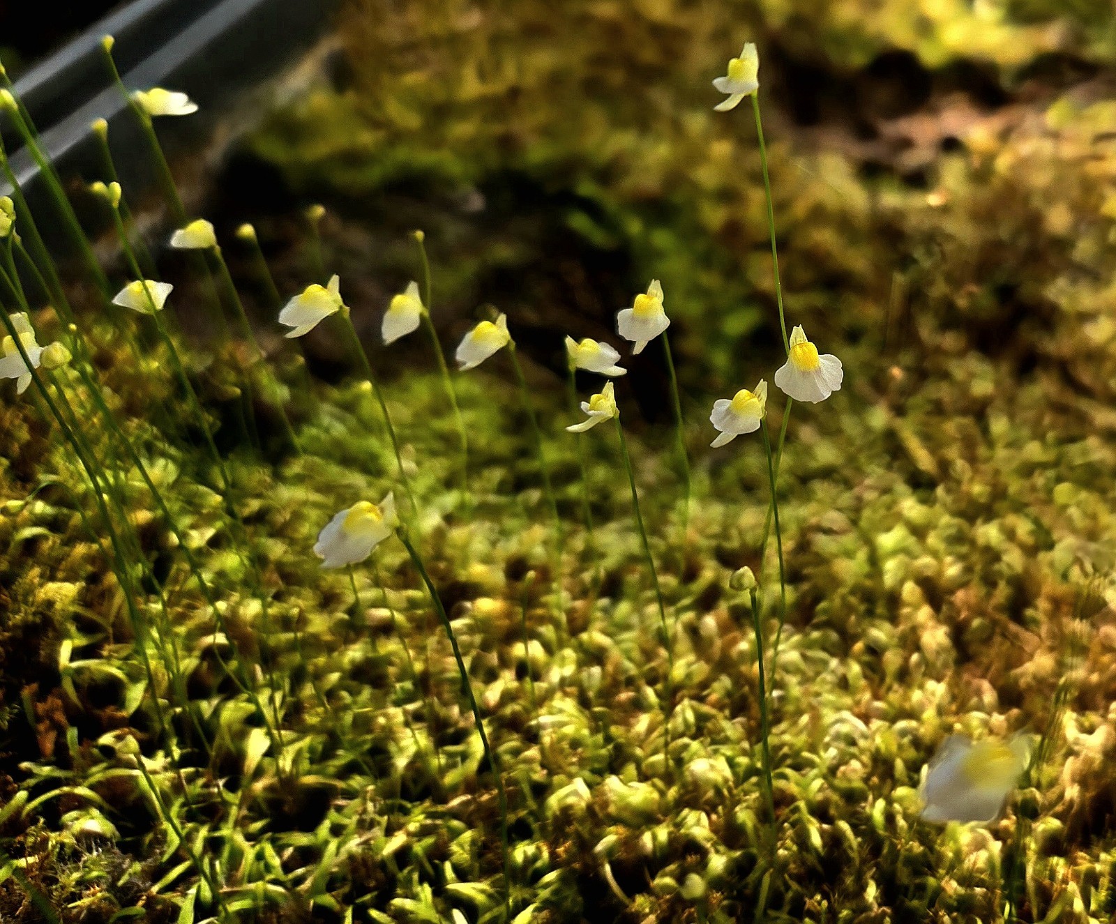 BLADDERWORT 3 PACK- (LIVE) Blanchetii, Subulata, Bisquamata
