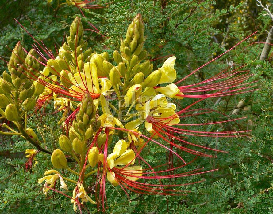 Caesalpinia gilliesii BIRD OF PARADISE SHRUB Seeds!