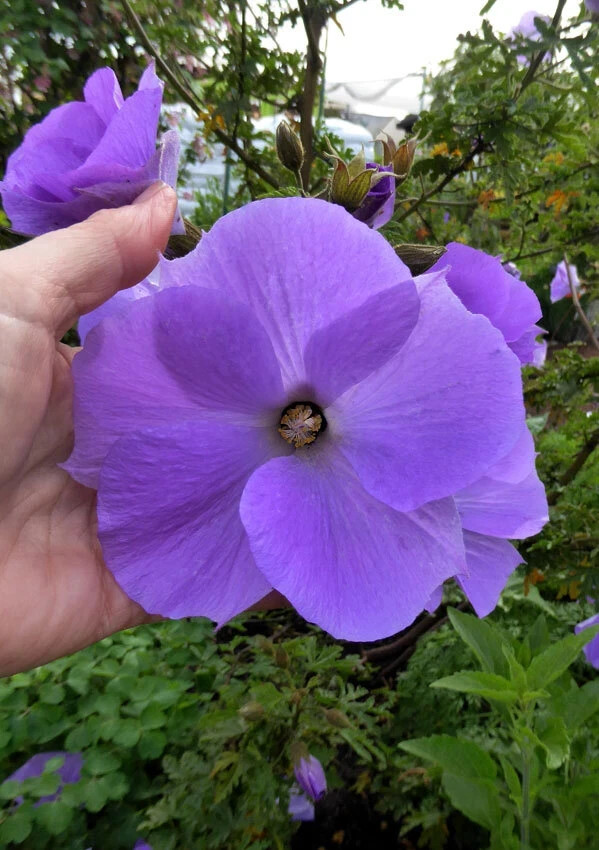 ~~Alyogyne huegelii Blue Hibiscus~~ Live Well Rooted STARTER Plant~~