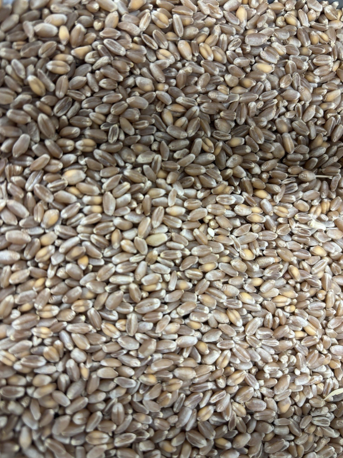 Recleaned Wheat Seeds 10LB For Sprouting & Bird Feed Great For Chicken