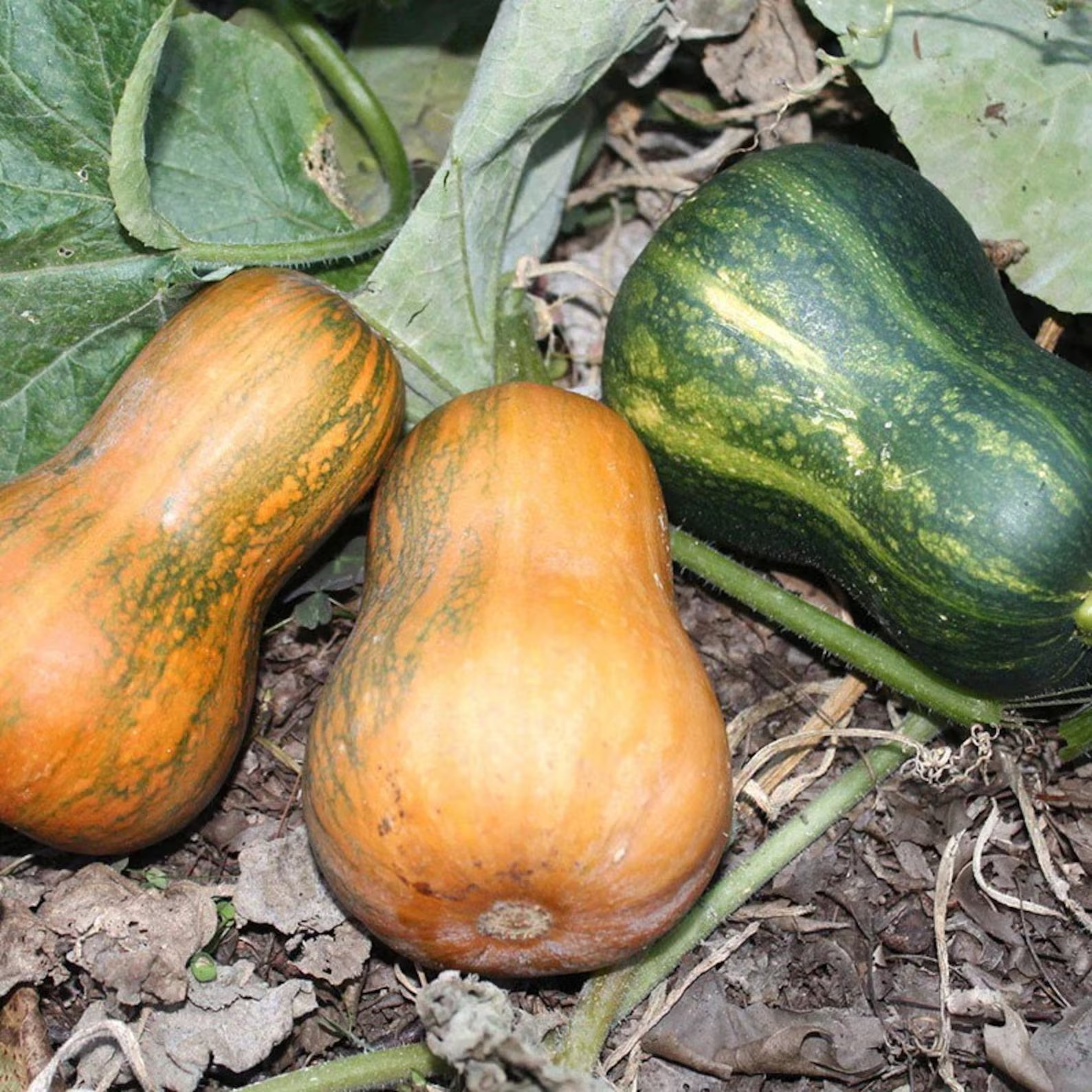 10 Honeynut Squash Seeds. Organic. USA Seeds. Ships free