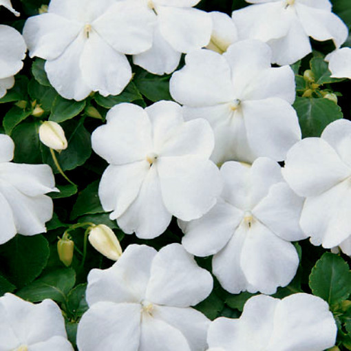 White Impatiens Seeds, Impatiens Seeds, Non-Gmo Heirloom Annual Flower, 50ct
